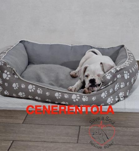 Cenerentola cucciola di boxer di 2 mesi in adozione Foto 4